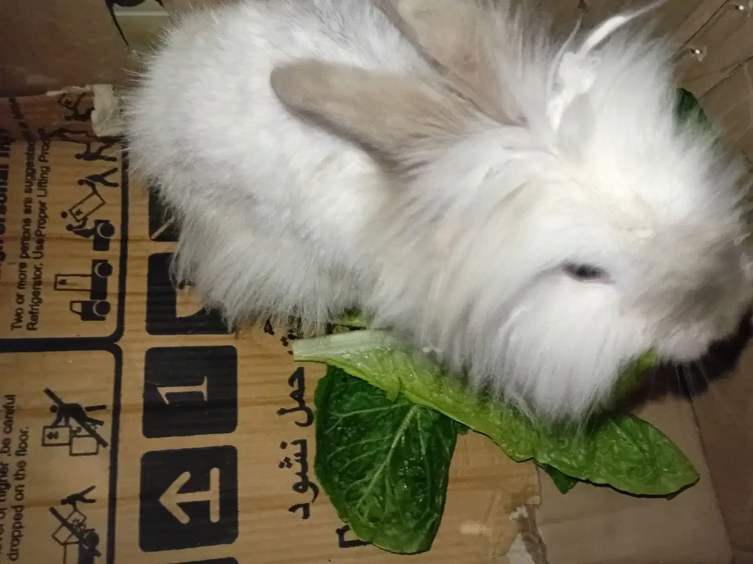 خرگوش لپ|موش و خرگوش|نیشابور, شهرک زرگران|دیوار