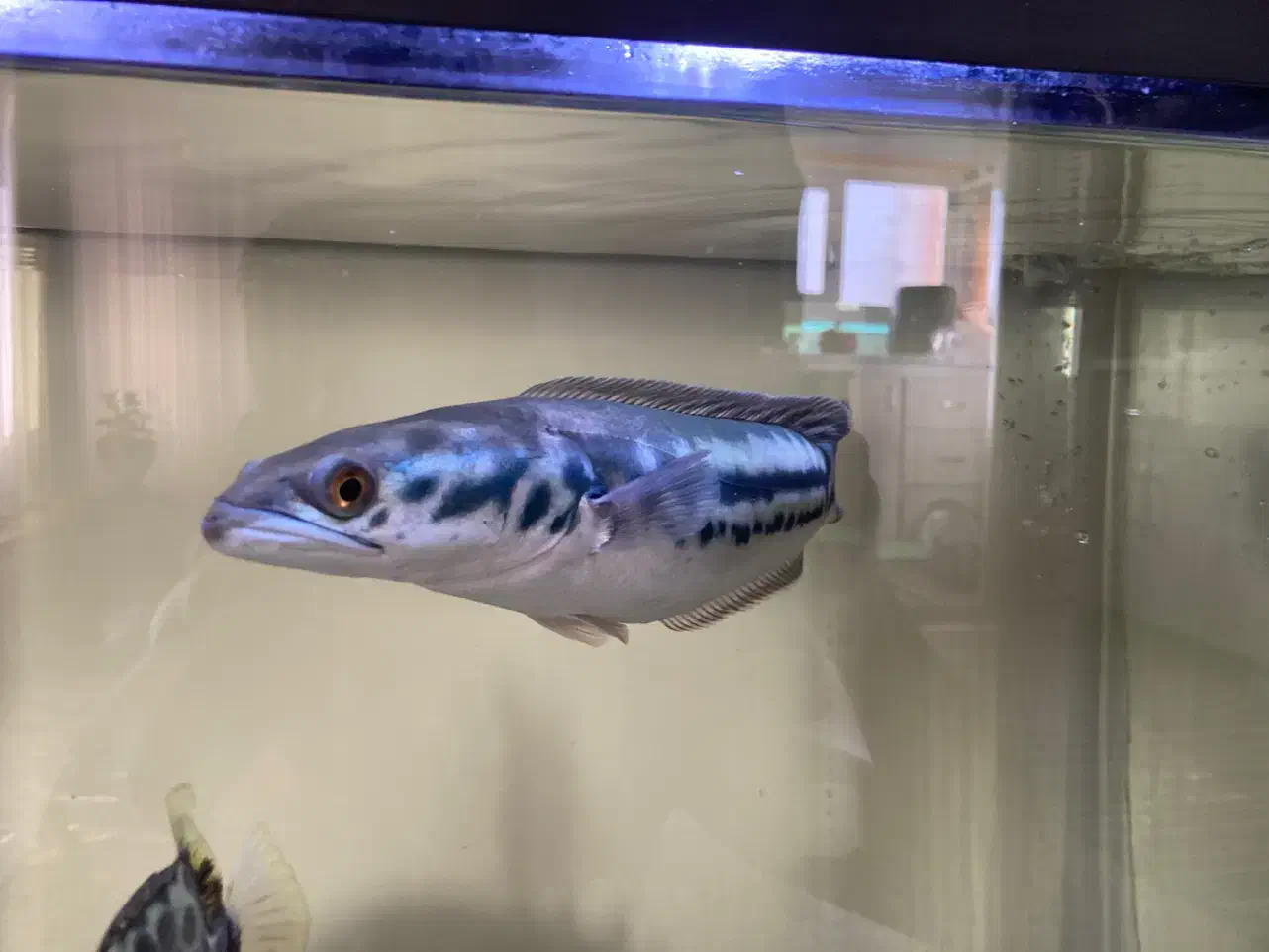 ماهی چانا سرماری رد ۳۰ سانت|ماهی|قم, پردیسان|دیوار