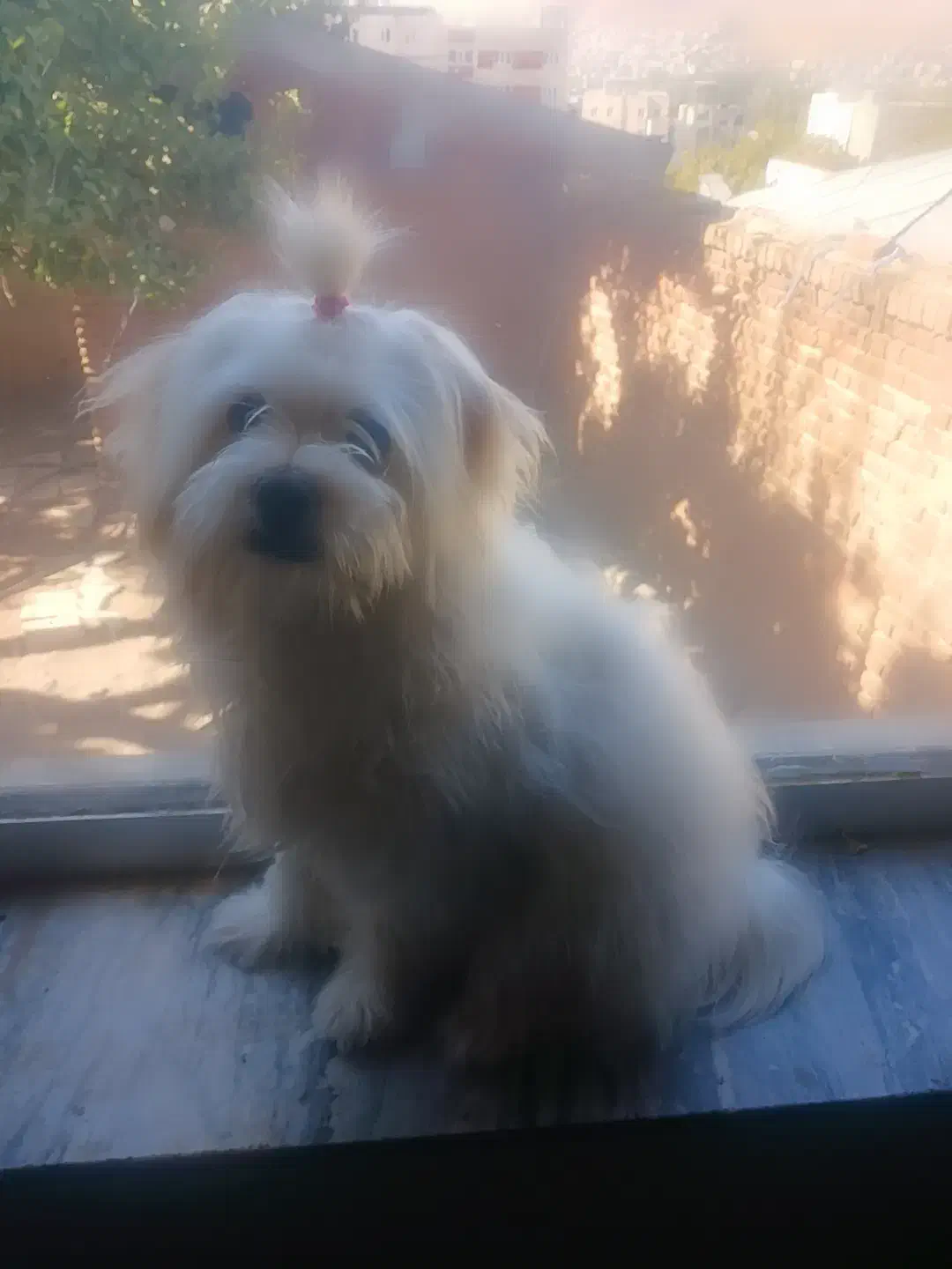 سگ‌شیتزو‌نر|سگ|خلخال, |دیوار