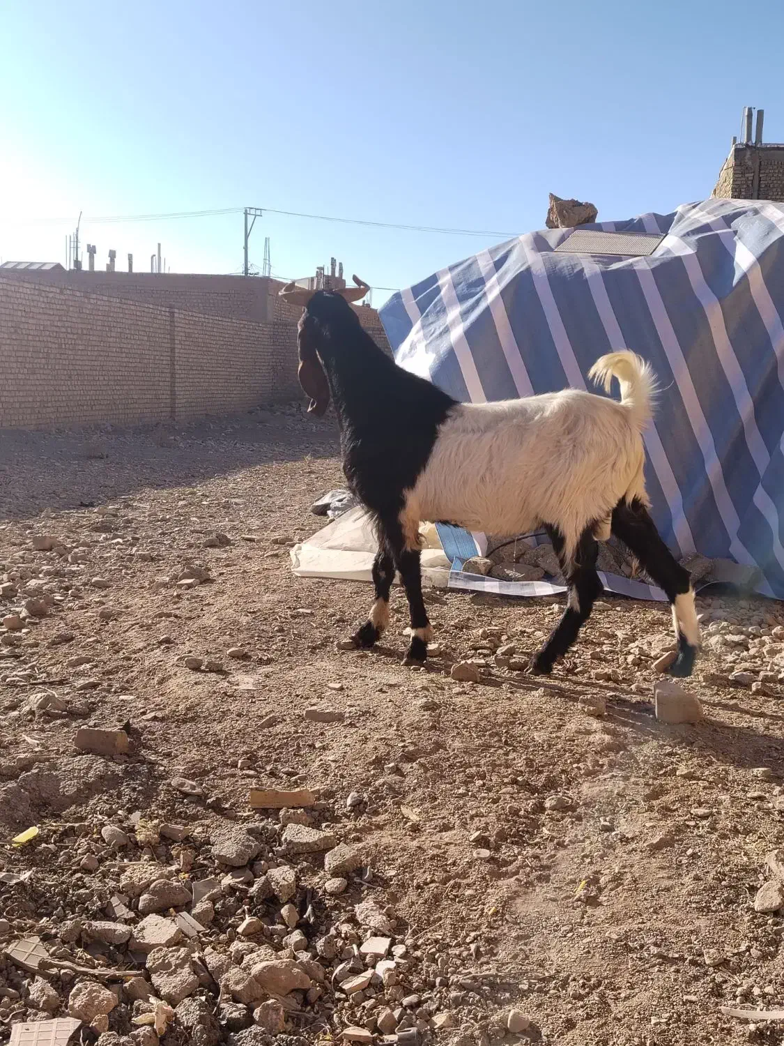 چپش بز بزغاله میش|حیوانات مزرعه|نجفآباد, حومه نجف آباد|دیوار