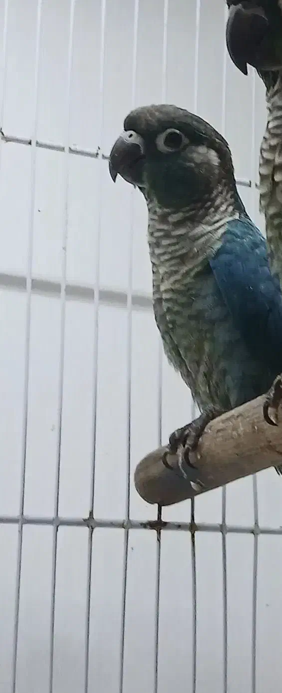 گرینچیک تراکویس واناناسی|پرنده|بندرعباس, |دیوار