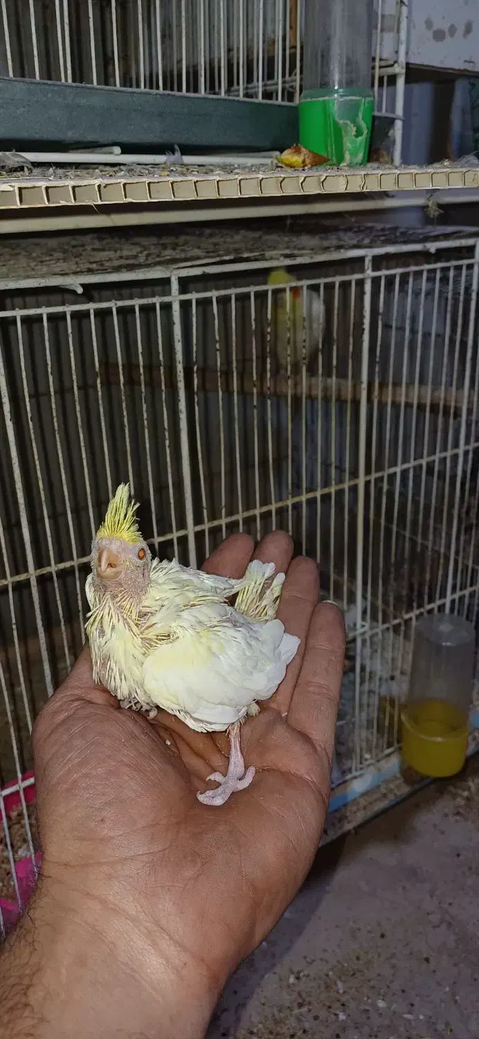 جونه عروس لوتینو سرلاکی|پرنده|خواف, |دیوار