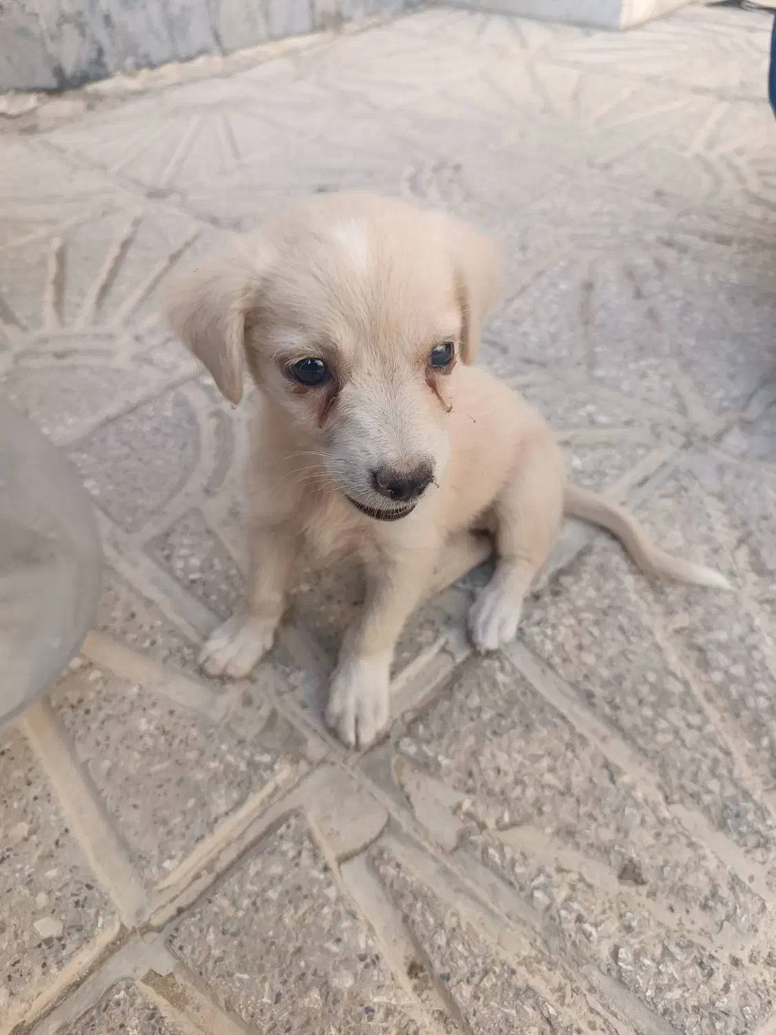 توله سگ|سگ|خورموج, |دیوار