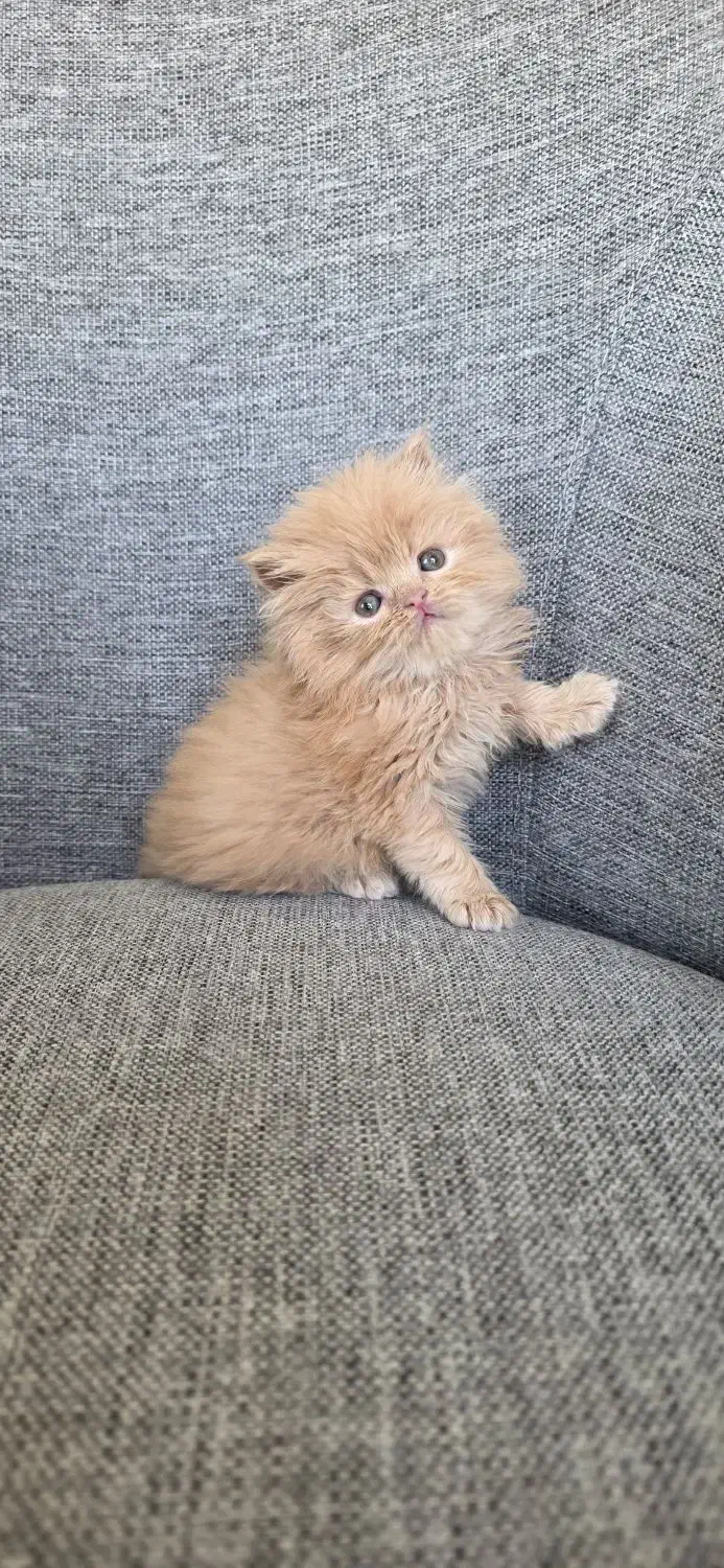 پرشین های زیبا و خاص|گربه|کرج, عظیمیه|دیوار