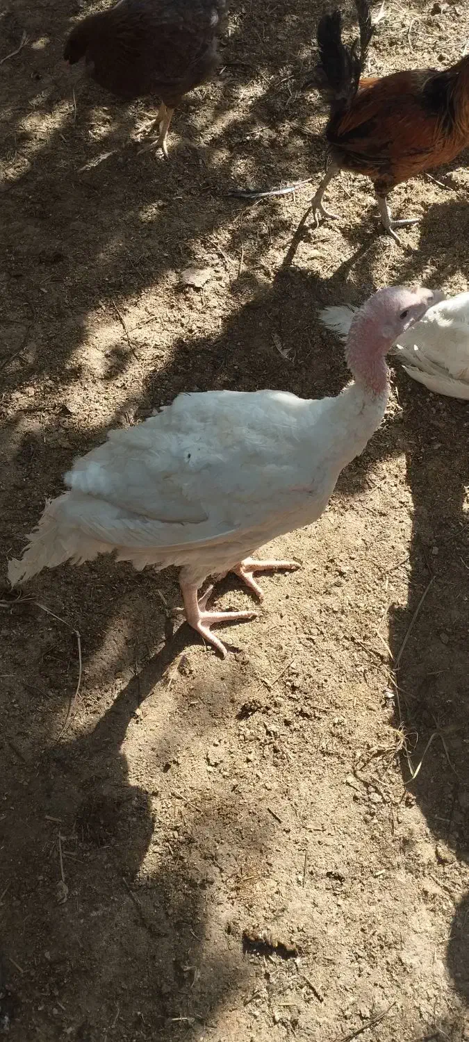 بوقلمون بیوتی۶|حیوانات مزرعه|بندرعباس, |دیوار