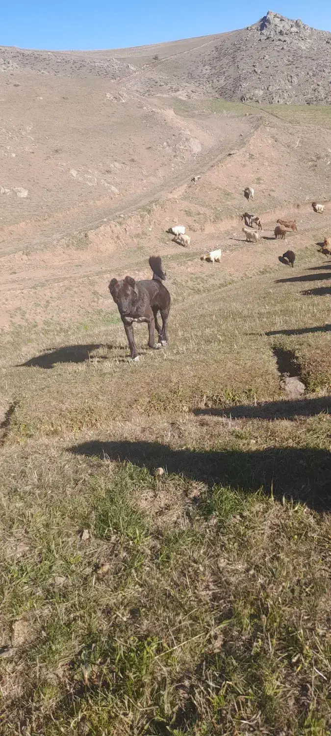 نیستم|سگ|ثمرین, |دیوار