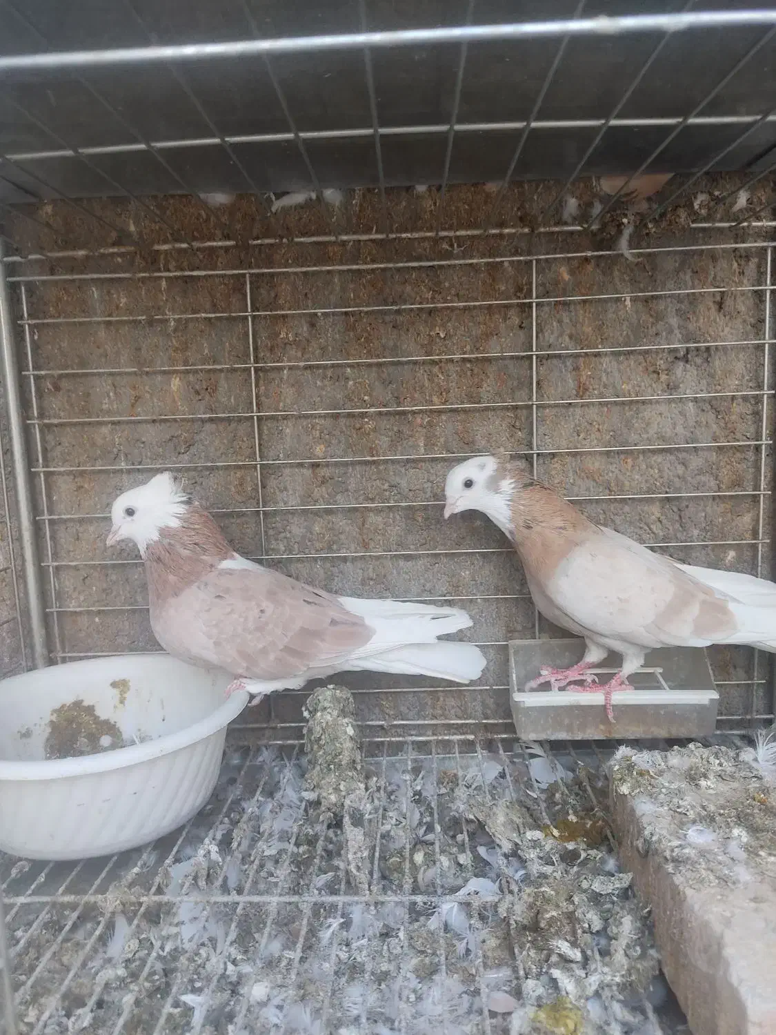 نروماده شازده|پرنده|اردکان, |دیوار
