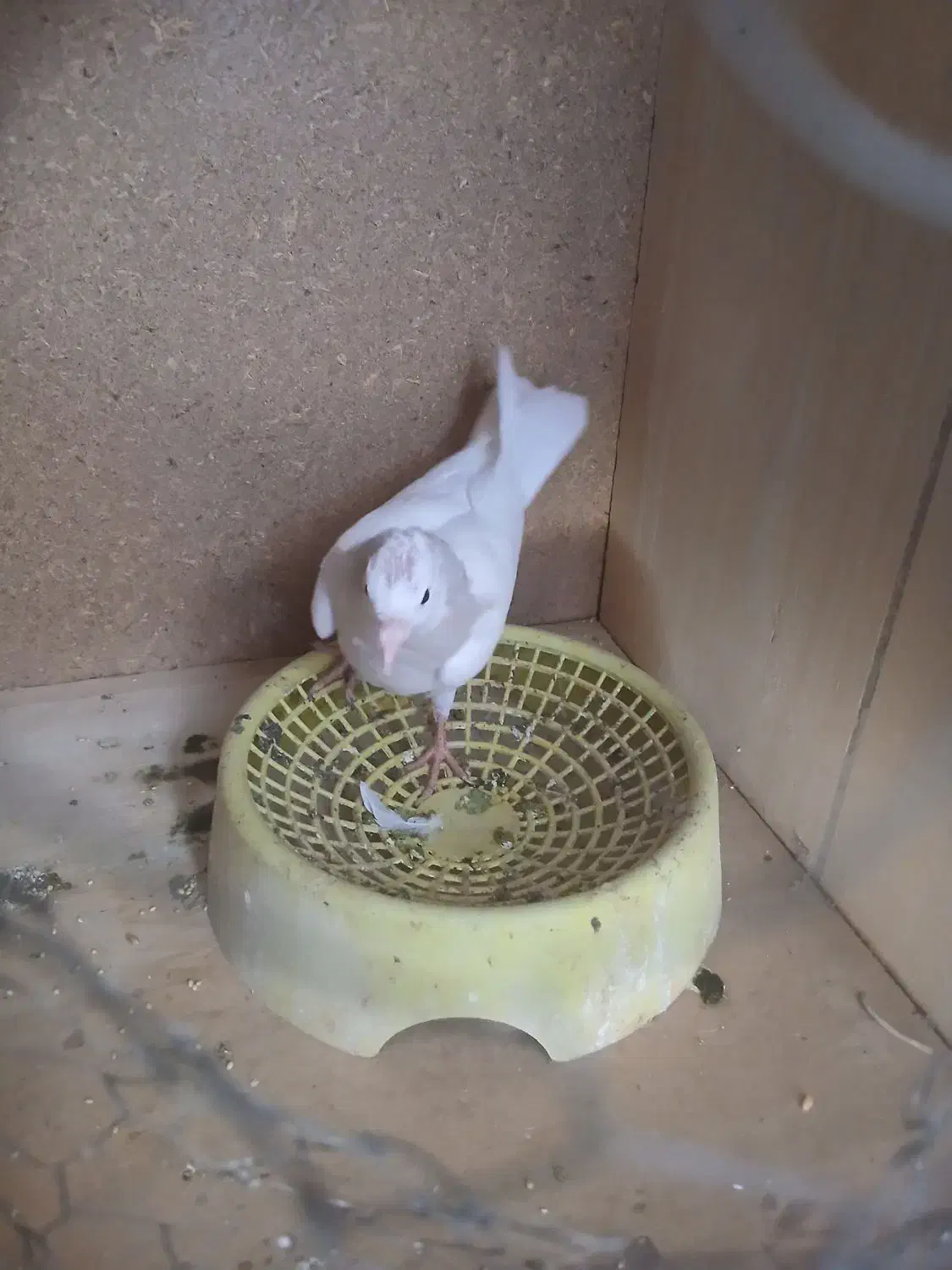 جوجه طوقی چاپ هفت رنگ|پرنده|شوش, |دیوار