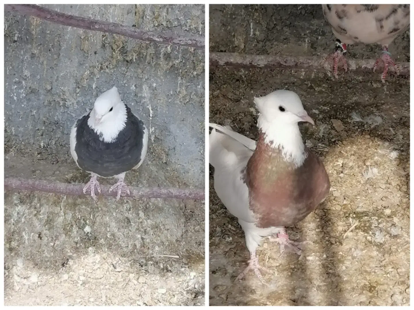 ماده طوقی|پرنده|پیر بکران, |دیوار