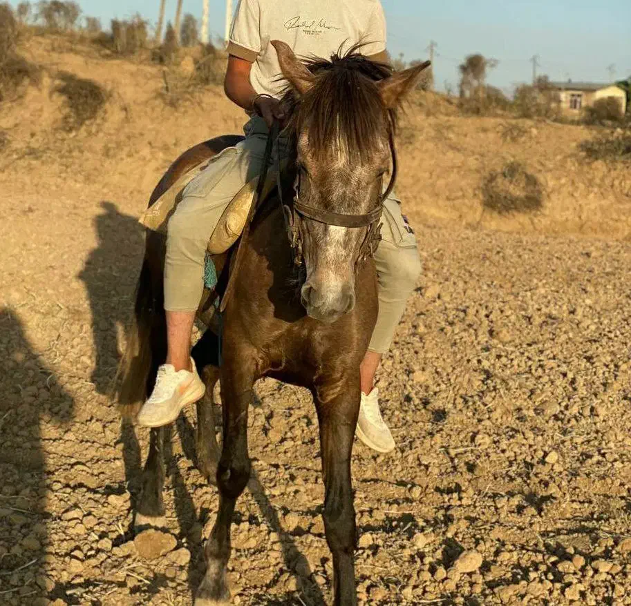 اسب مادیان کرد|اسب و تجهیزات اسبسواری|قشلاق دشت, |دیوار