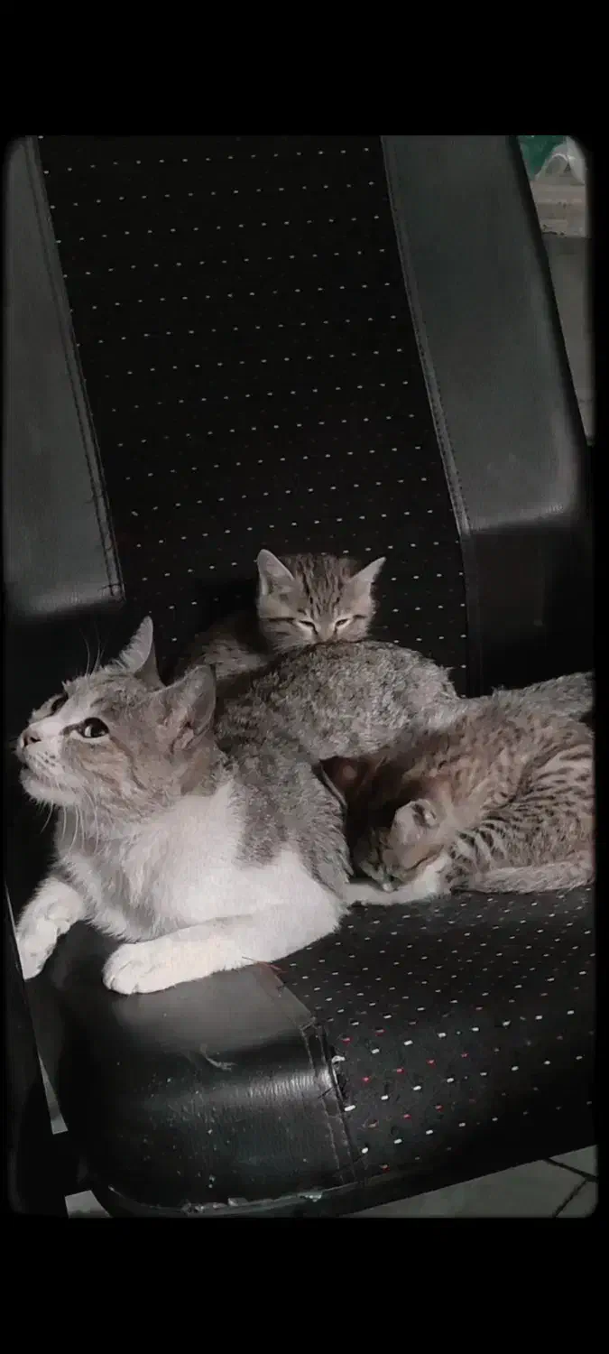 واگذاری گربه نژاد dsh|گربه|شهریار, کهنز|دیوار