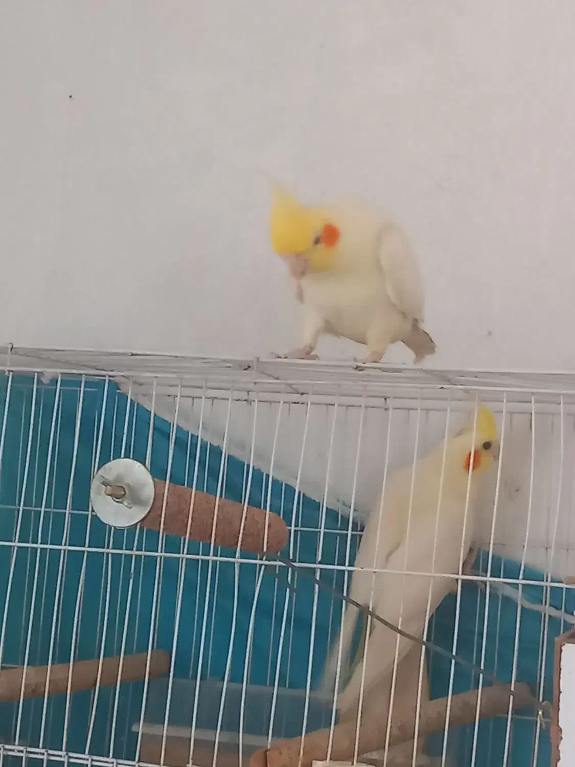 عروس هلندی کاملا سالم وجوان|پرنده|گلبهار, نوبهار|دیوار