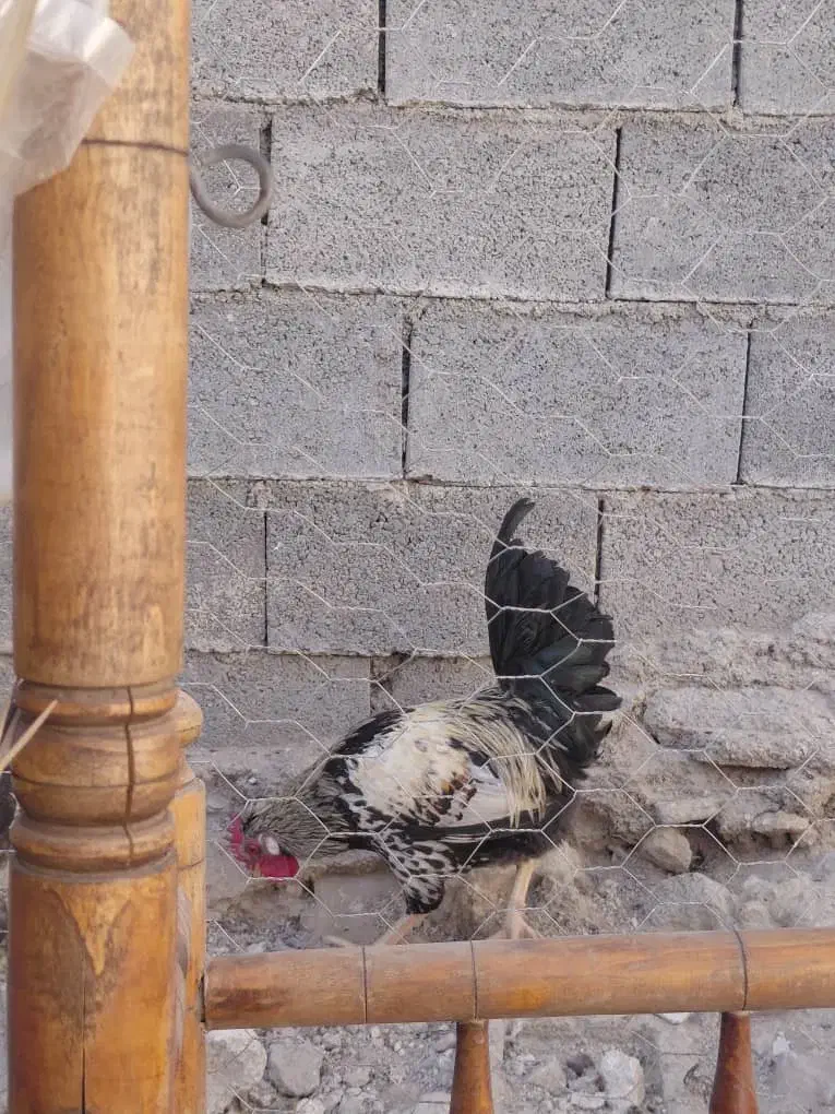 خروس محلی|حیوانات مزرعه|کوه چنار, |دیوار