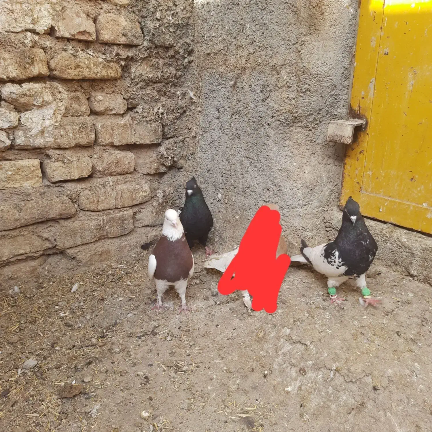 کبوتر بهبونی|پرنده|مرودشت, کناره|دیوار