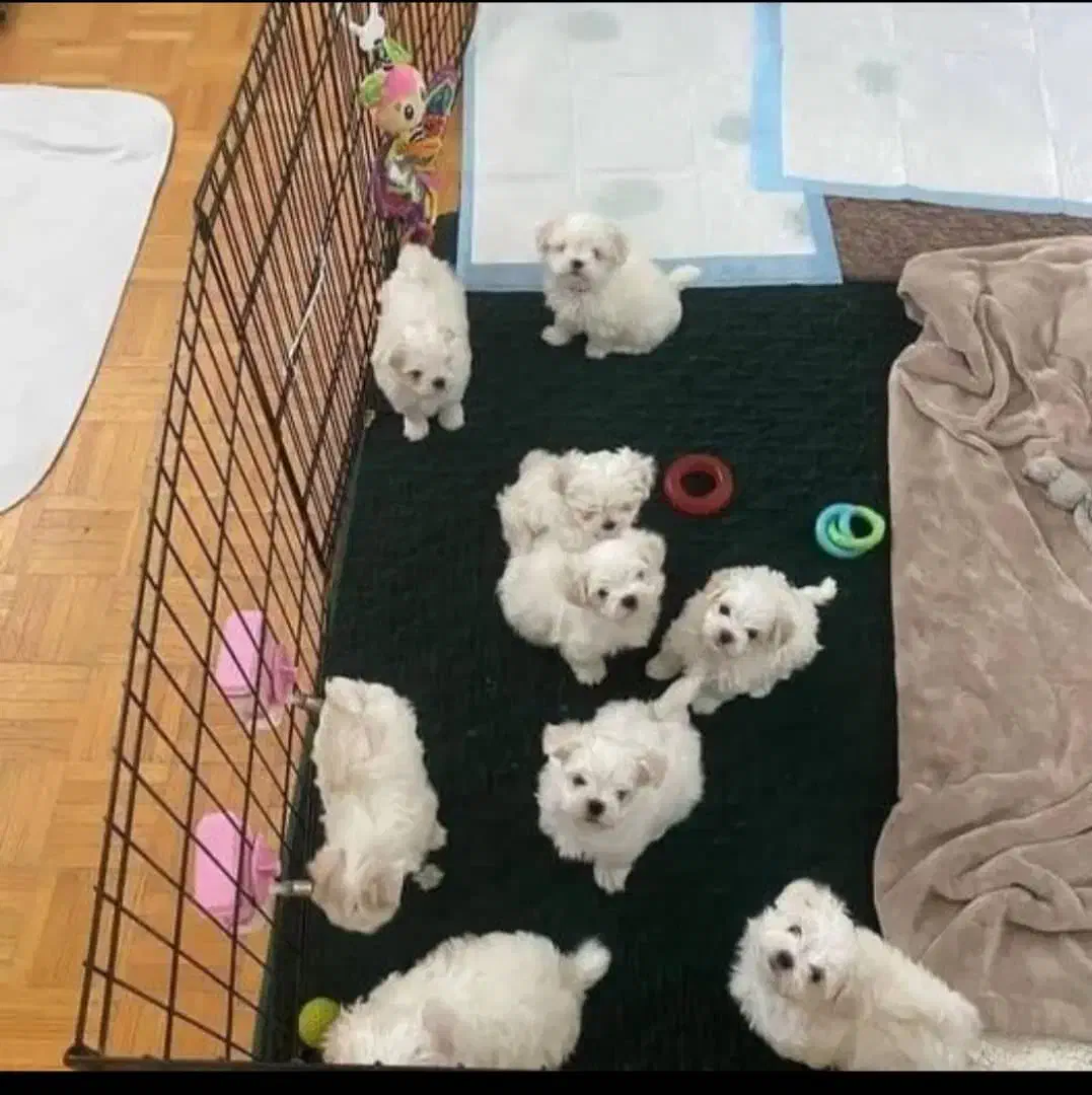 انواع واگذاری مینی پودل سایز ریز|سگ|شیراز, شهرک گلستان|دیوار