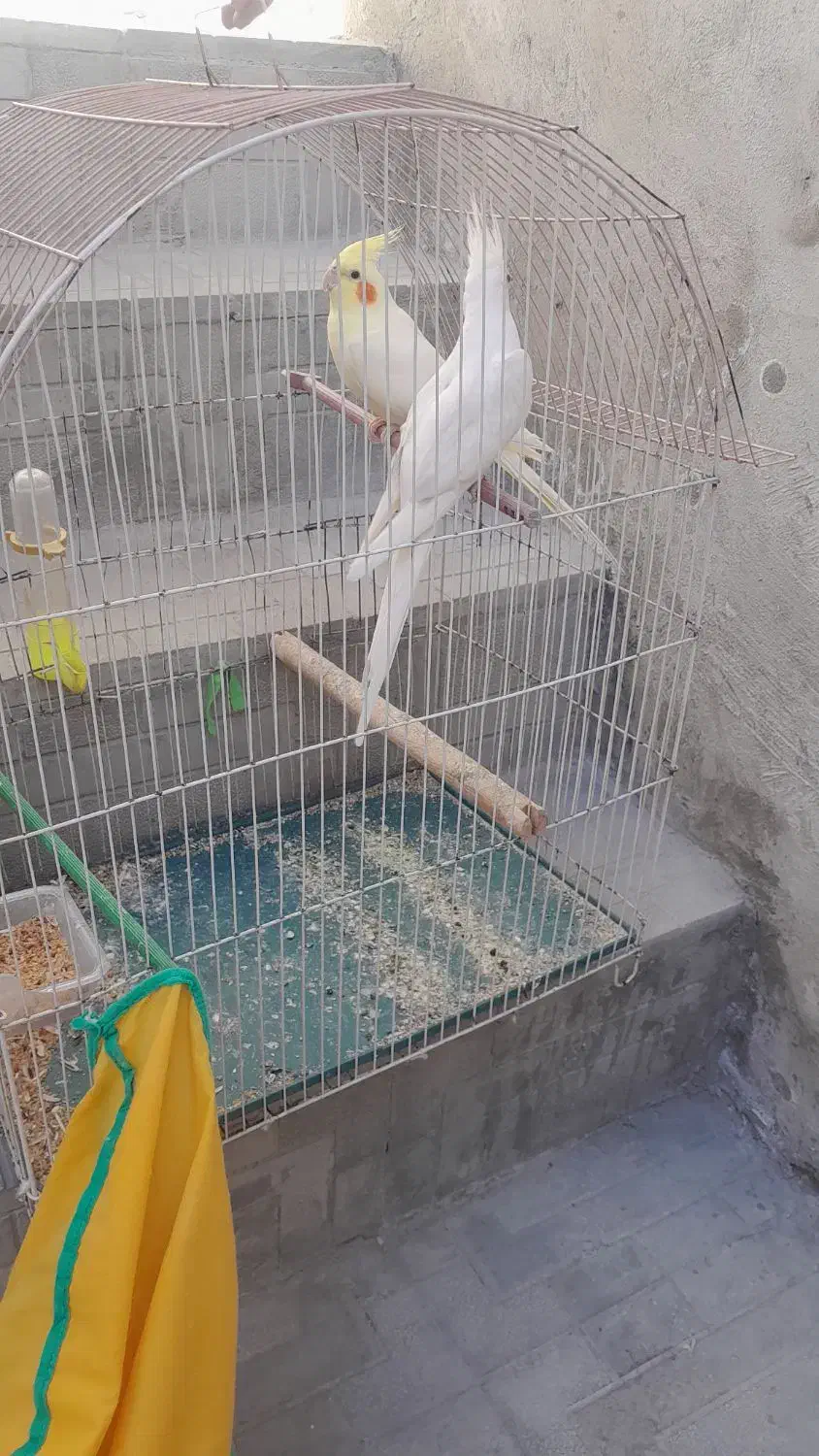 طوطی عروس|پرنده|اردبیل, |دیوار