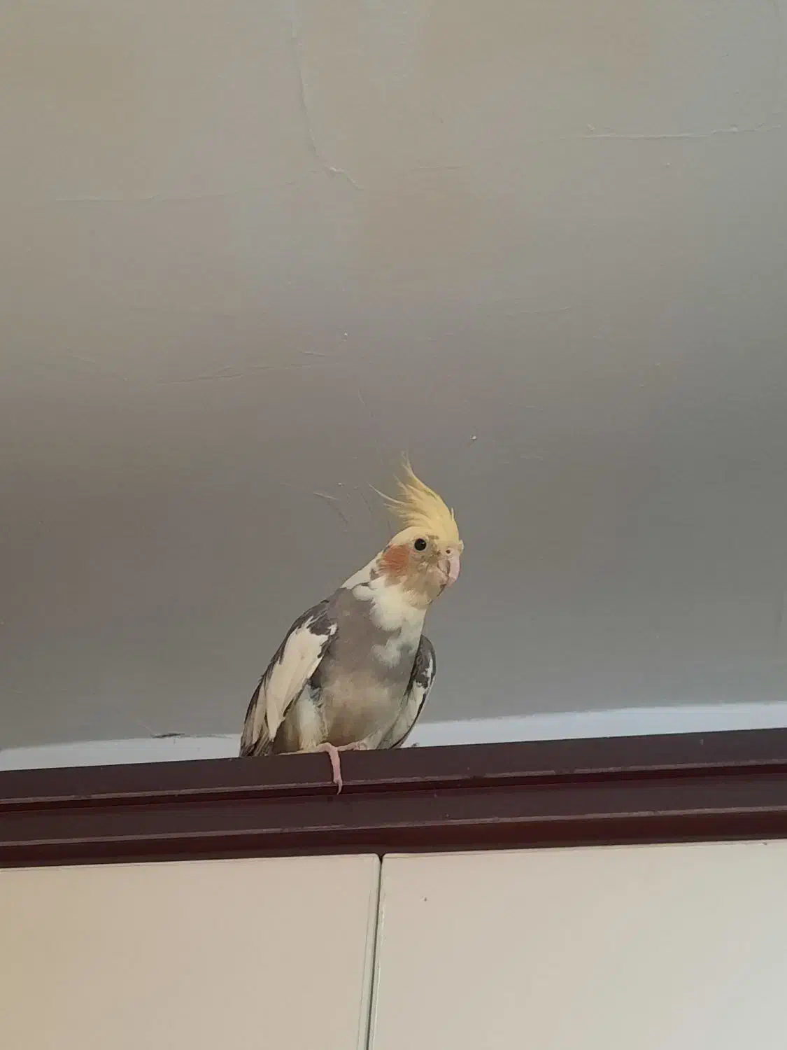 عروسهلندی چلوندنی|پرنده|فردیس, شهرک ناز|دیوار