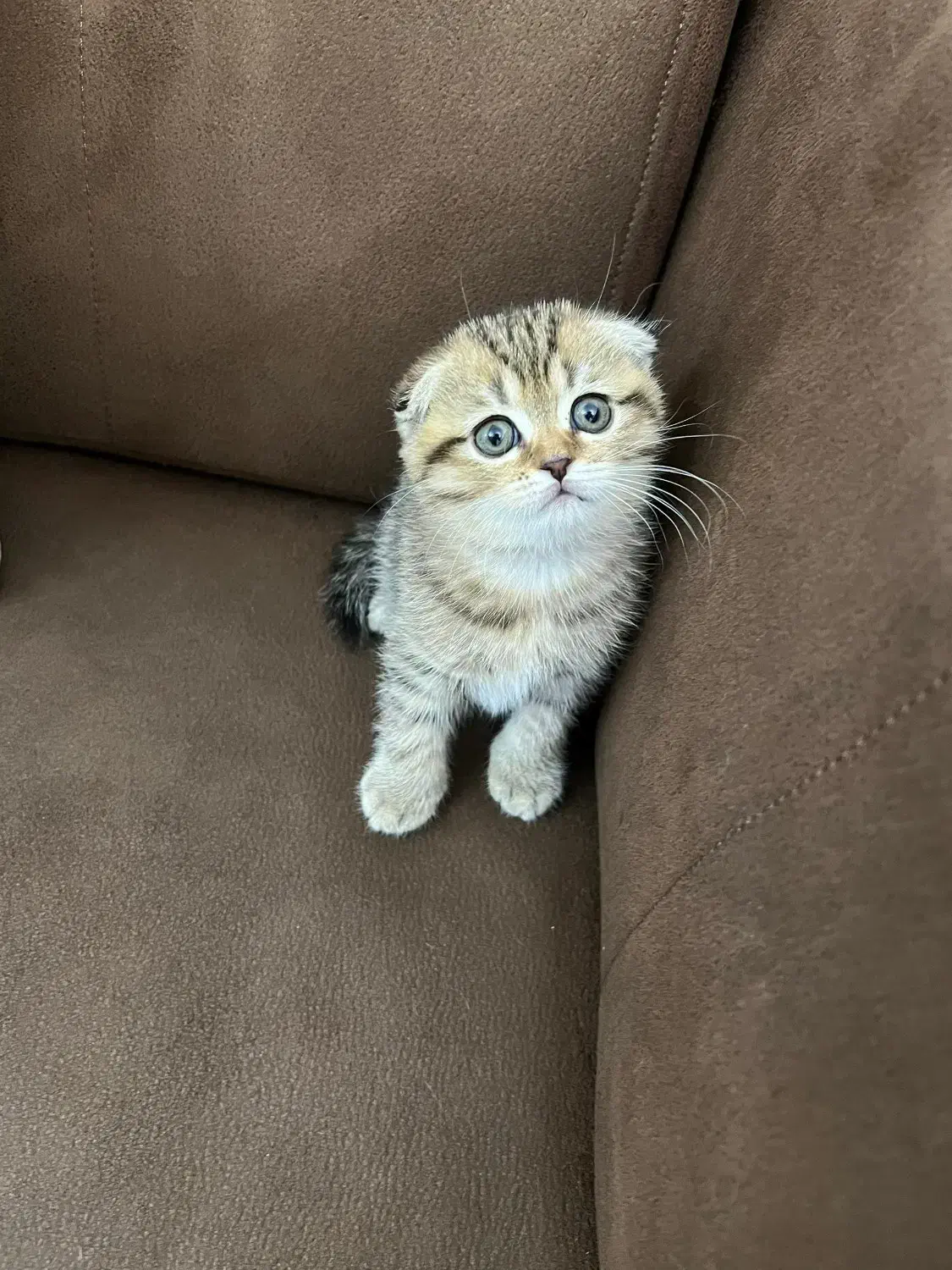 بچه گربه اسکاتیش فولد|گربه|اهواز, کیانپارس |دیوار