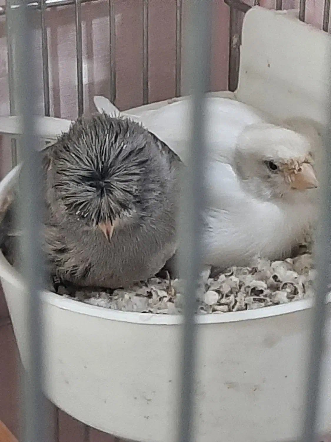 دوجفت قناری عالی وچند عدد نر مست|پرنده|ری, جوانمرد قصاب|دیوار