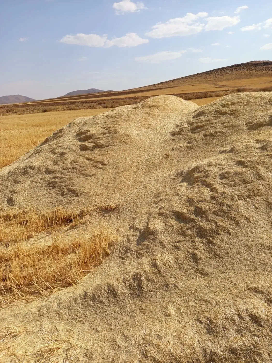 کاه‌گندم‌دیم|لوازم جانبی حیوانات|گل تپه, |دیوار