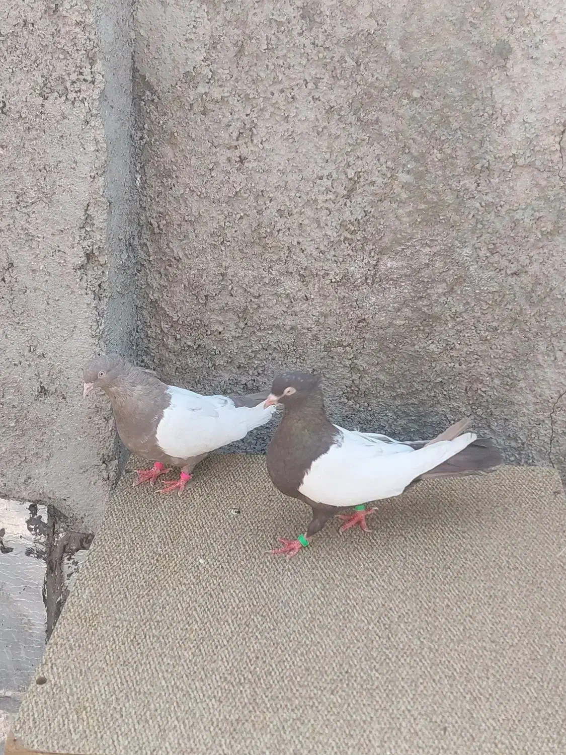 یک جفت کبوتر دوبال سفید|پرنده|پاکدشت, پاکدشت (مامازند)|دیوار