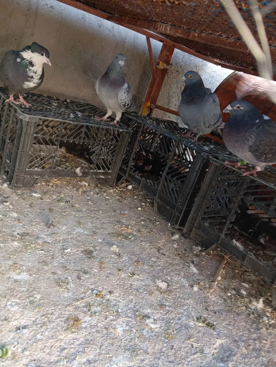 کبوتر فروشی|پرنده|نرماشیر, |دیوار