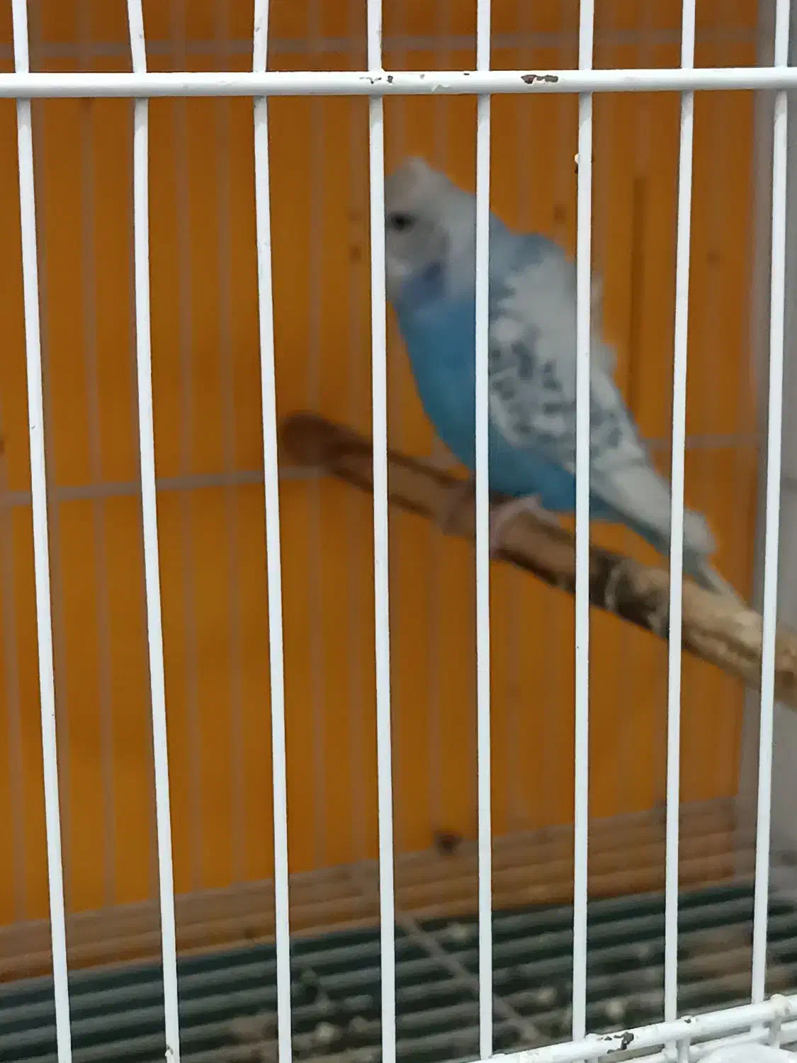 مرغ عشق پروانه ای|پرنده|مشهد, ثامن|دیوار