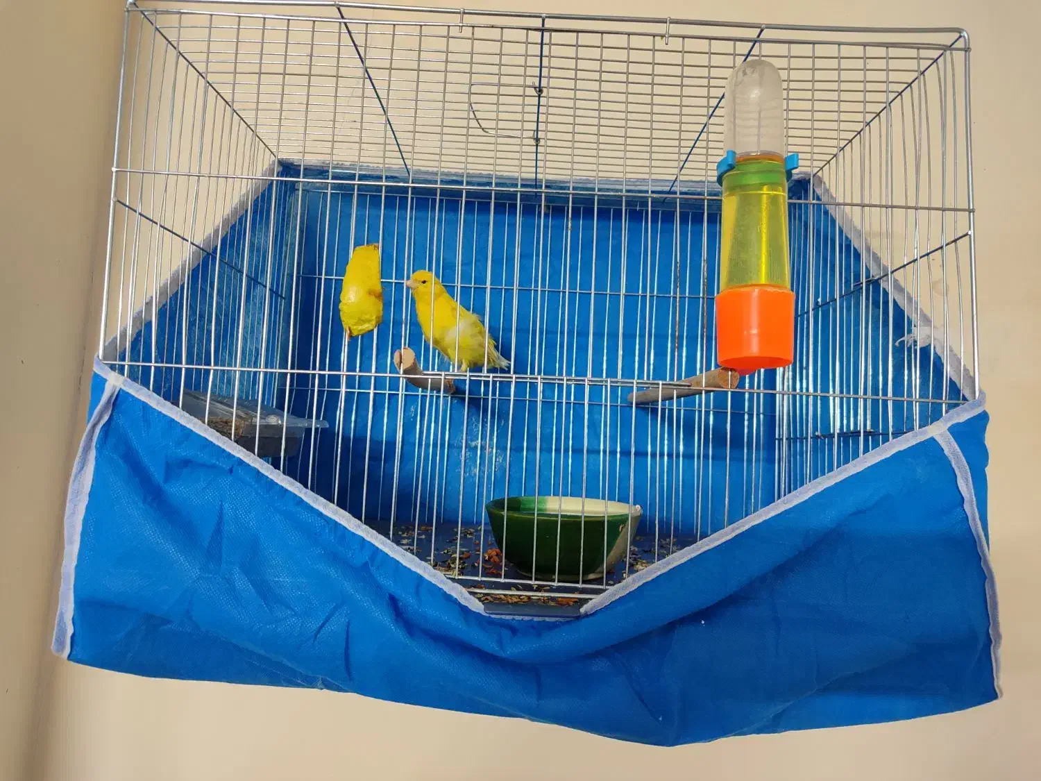 قناری سوپر|پرنده|فولادشهر, مسکن مهر فولادشهر|دیوار