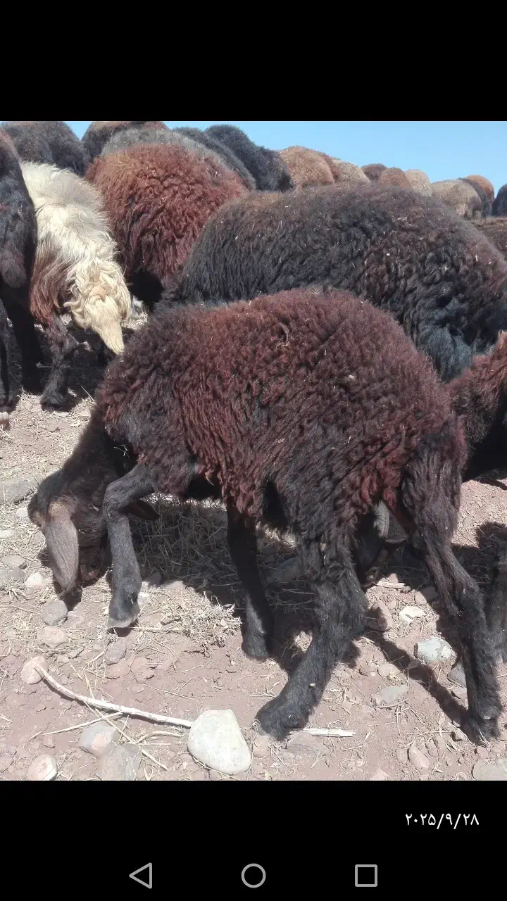بره نر و ماده|حیوانات مزرعه|میاندوآب, |دیوار