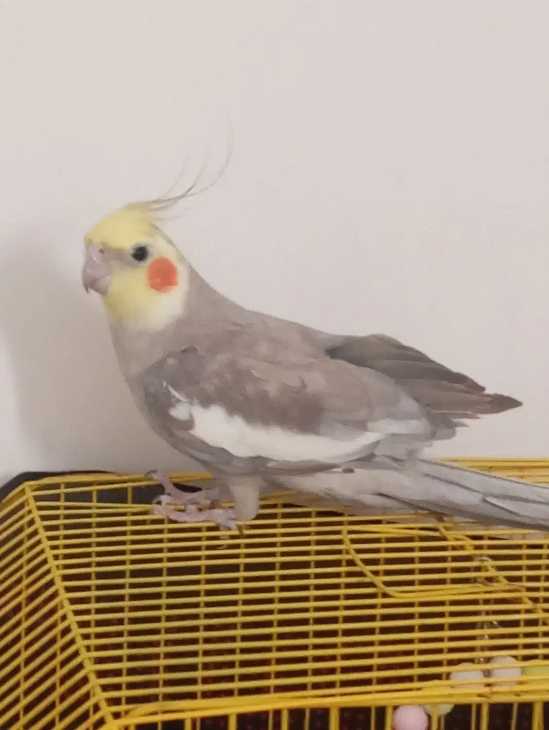 عروس هلندی|پرنده|نرماشیر, |دیوار