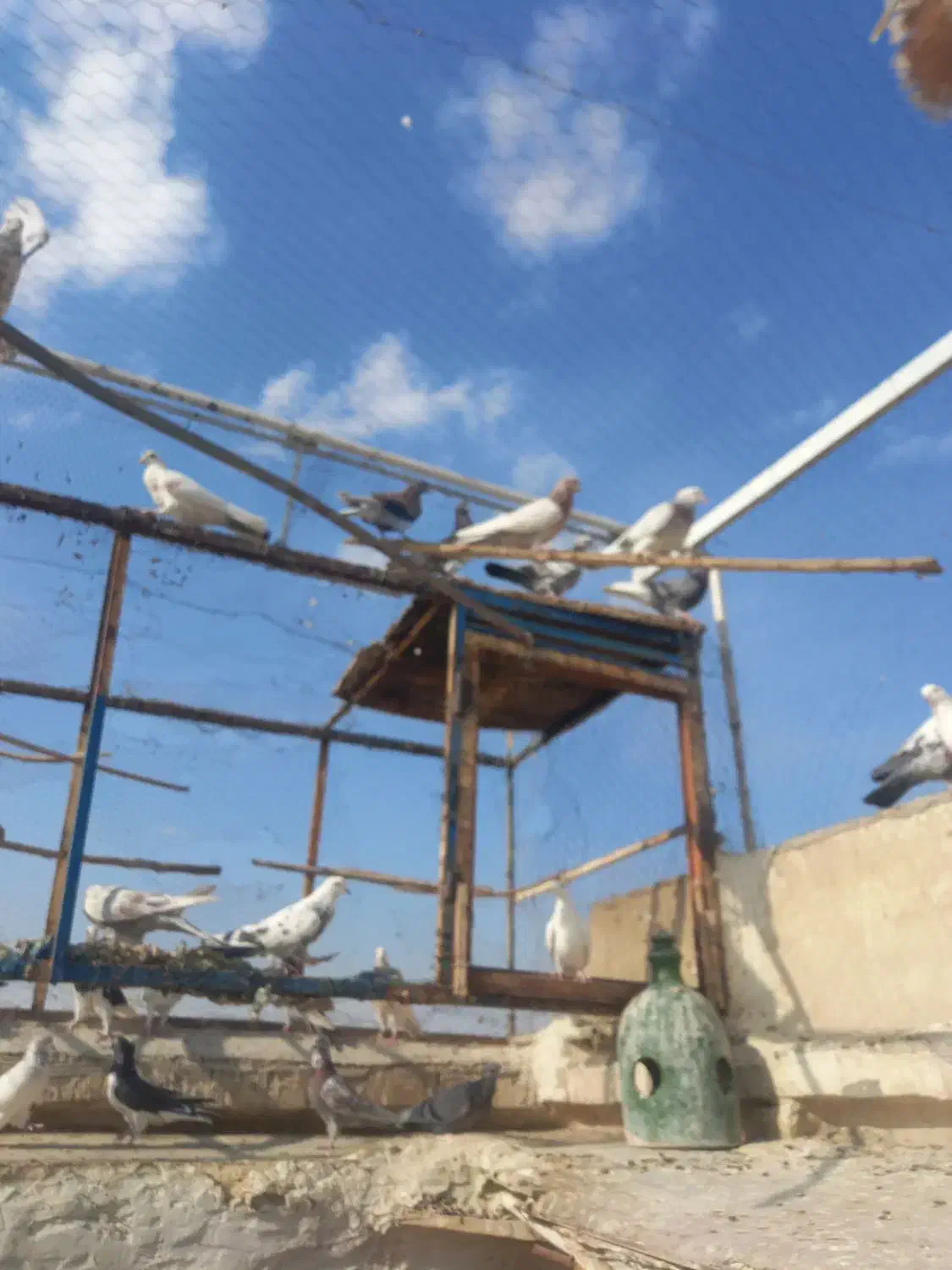 کفتر پرشی عالی|پرنده|کاشان, لتحر|دیوار