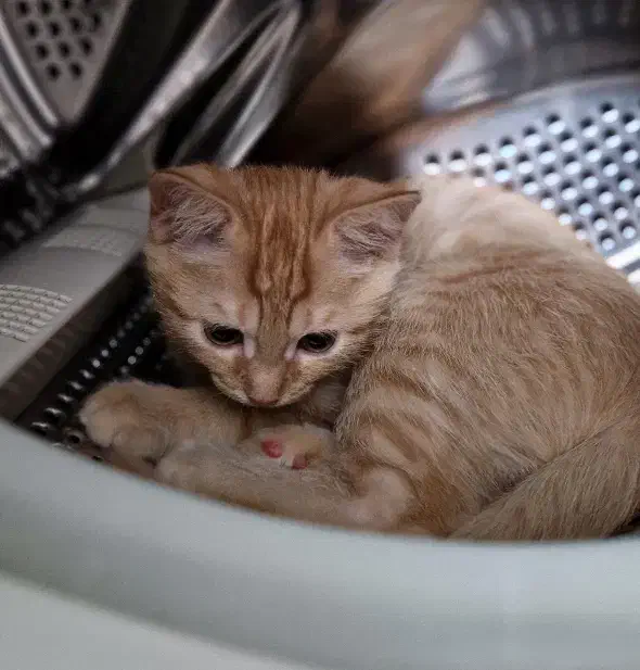 واگذاری بچه گربه|گربه|سنندج, |دیوار