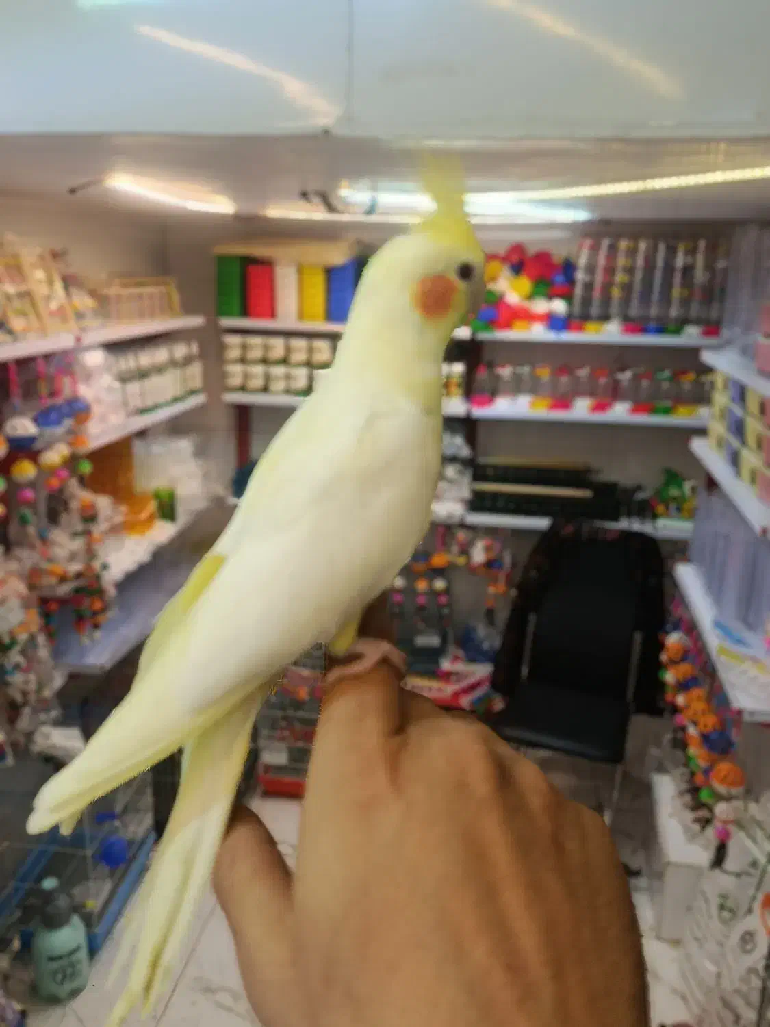 کفتر|پرنده|اردبیل, |دیوار