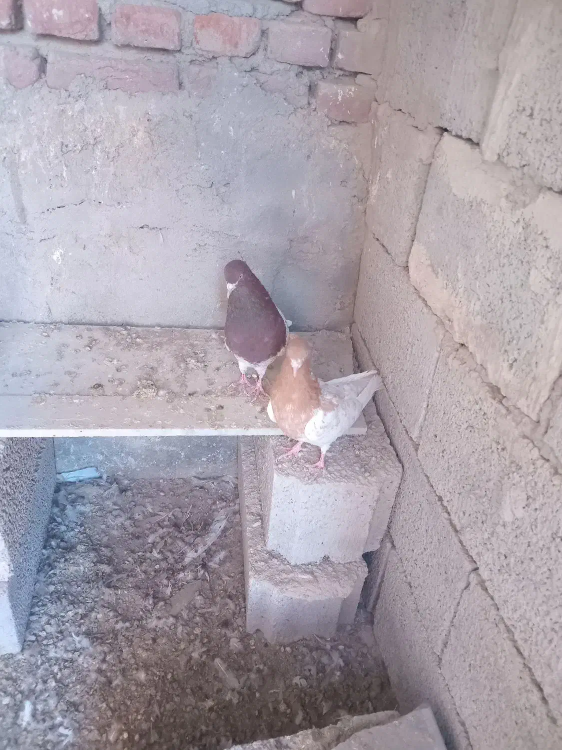 کبوتر کله ای|پرنده|گوگان, |دیوار