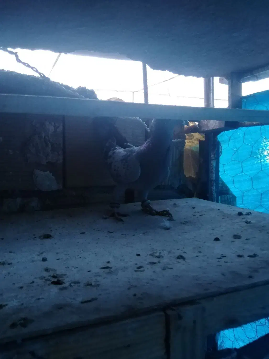 کبوتر مسافتی.  عالی|پرنده|محمدشهر, محمدشهر|دیوار