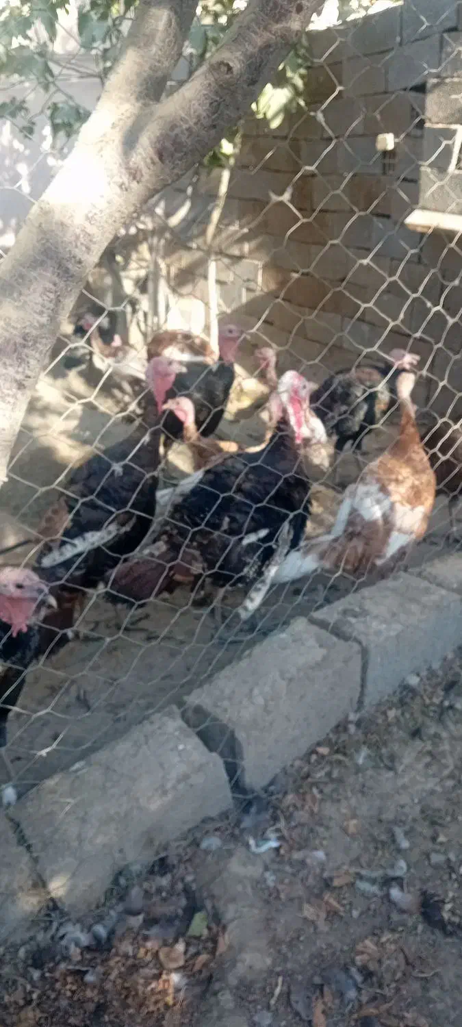 غاز وبوقلمون معاوضه با بوقلمون بزرگ|حیوانات مزرعه|چهارباغ, |دیوار