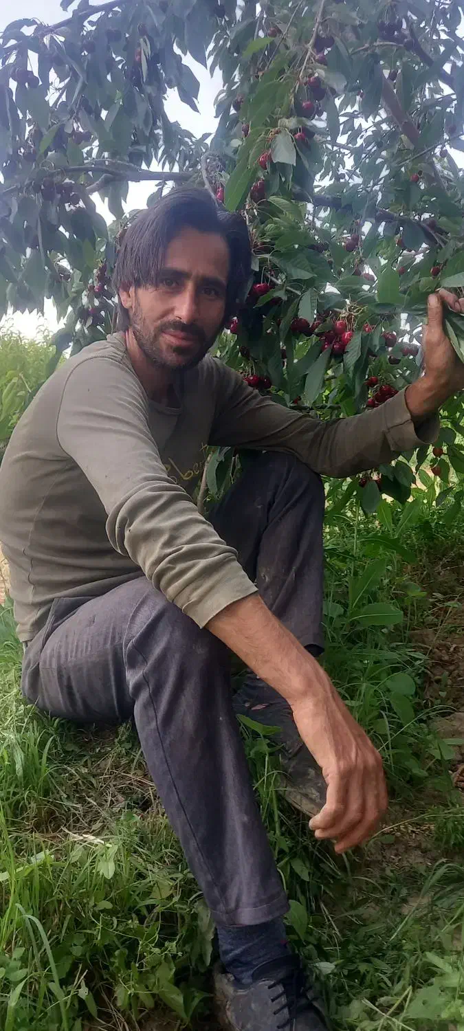 حرس انواع درختان مشاوره وتاسیس انواع باغ میوه|خدمات باغبانی و درختکاری|انزل, |دیوار