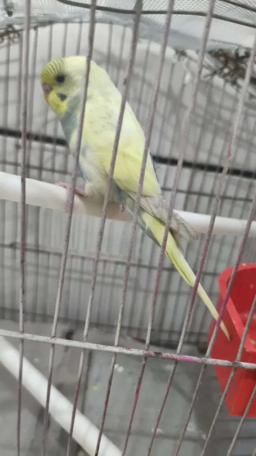 مرغ عشق|پرنده|اهواز, کیان اباد|دیوار