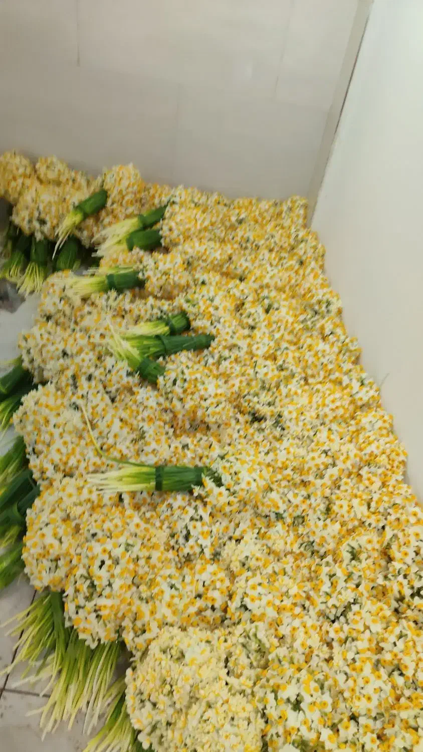 فروش عمده گل نرگس مستقیم از مزرعه به سراسر کشور|گل و گیاه طبیعی|شیراز, جوادیه|دیوار