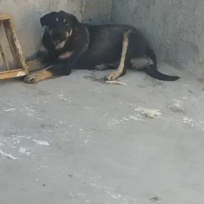 ماده پژدر هفت ماهه|سگ|کرمانشاه, |دیوار