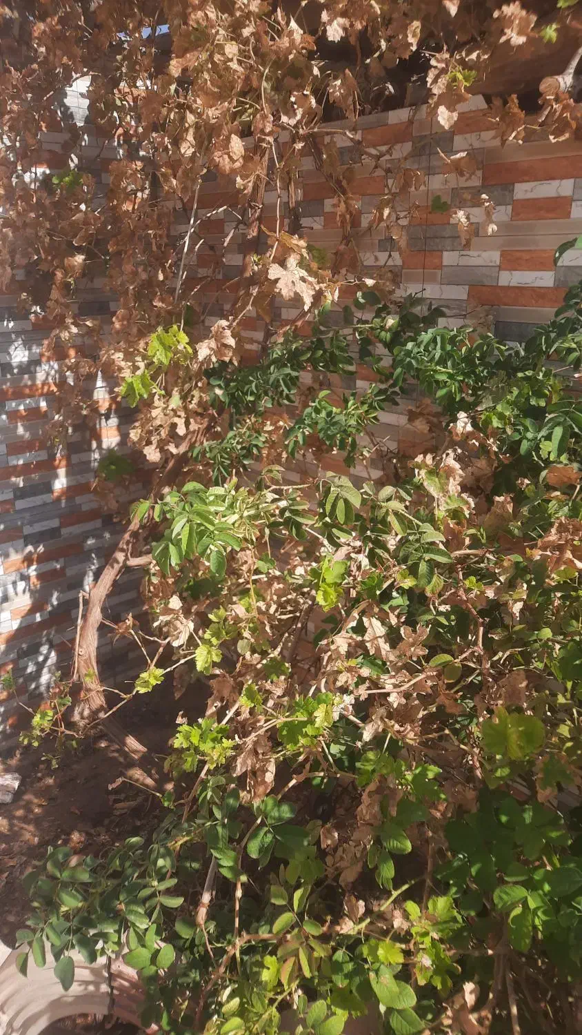 زمین|فروش زمین و ملک کلنگی|مروست, |دیوار