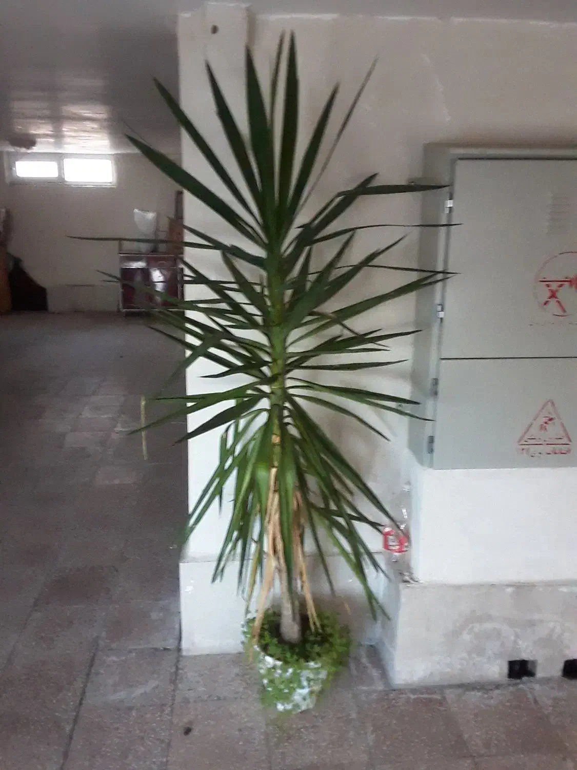 گل وگلدان|گل و گیاه طبیعی|نمین, |دیوار