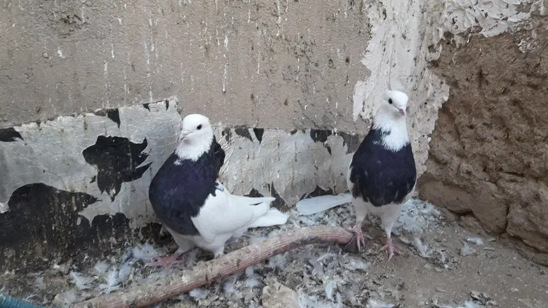 طوقی سرور|پرنده|قم, پردیسان|دیوار