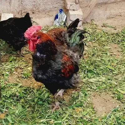 مرغ و خروس|حیوانات مزرعه|تهران, دستغیب|دیوار