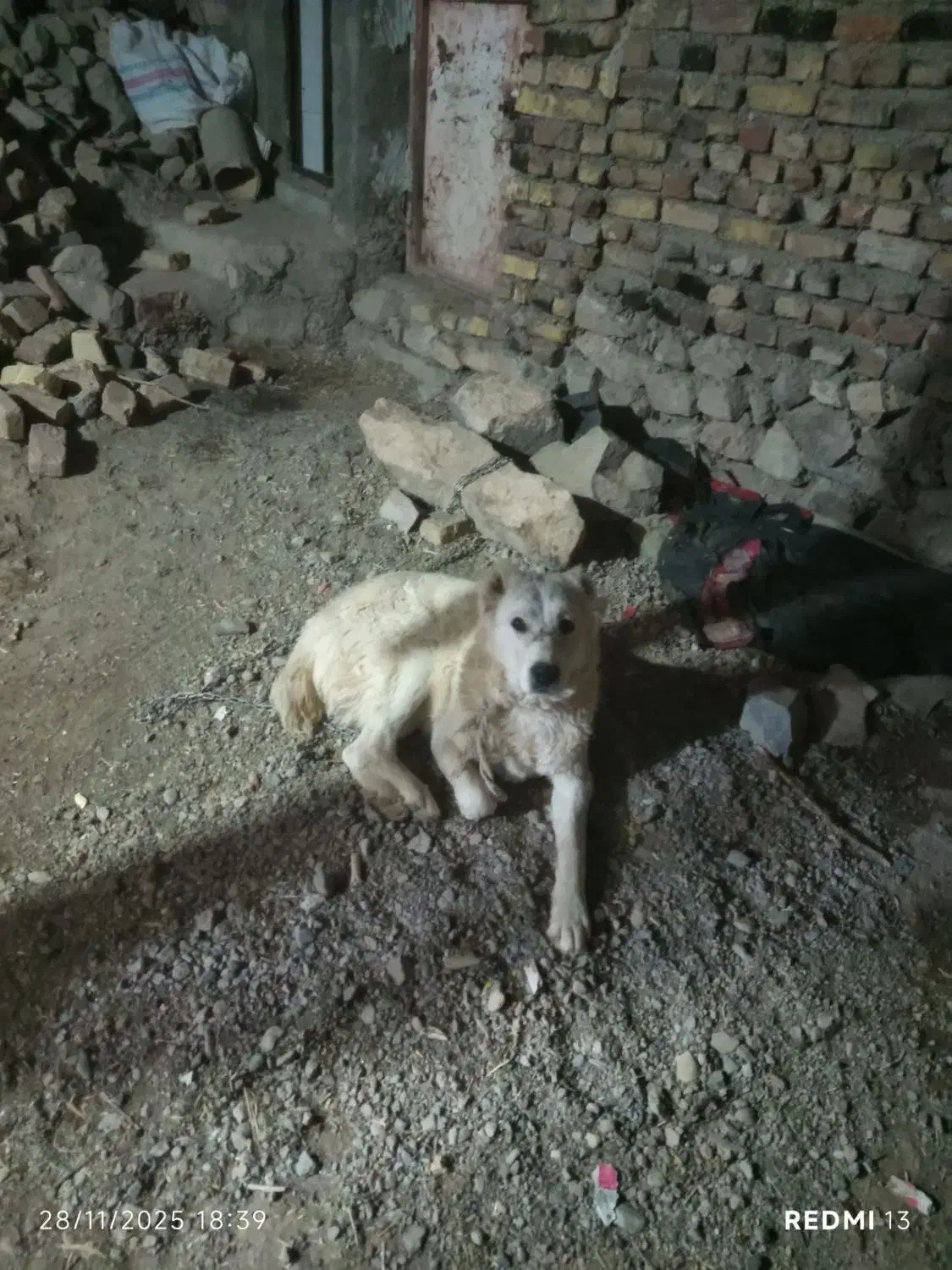 واگذاری سگ نگهبان|سگ|قهستان, |دیوار