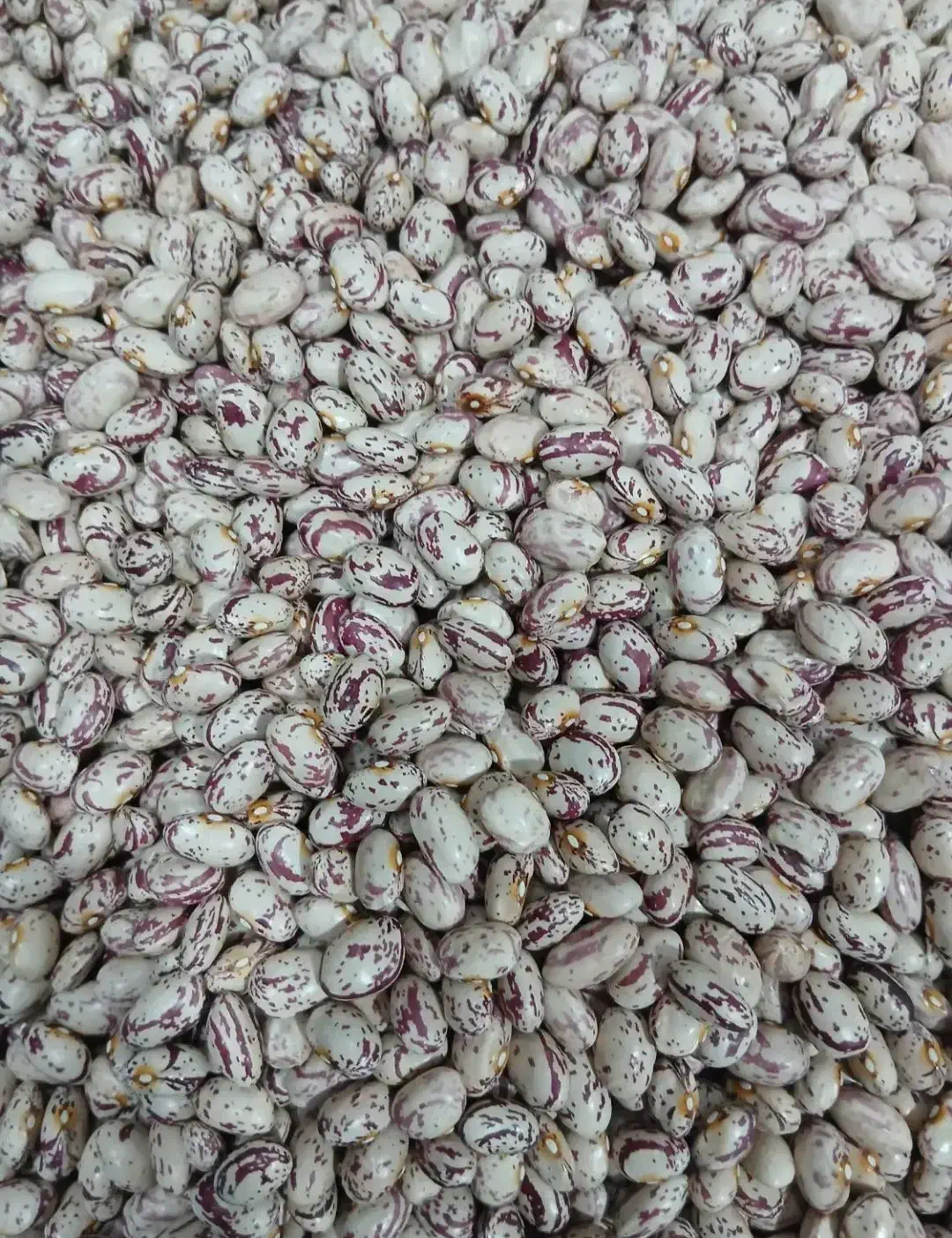 لوبیا|خوردنی و آشامیدنی|مرادلو, |دیوار