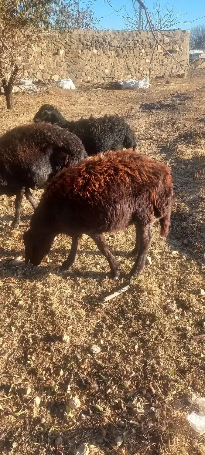 ۱ قوچ ۱ بره نر و ۲ تا بز نر فروشی|حیوانات مزرعه|ایجرود, |دیوار