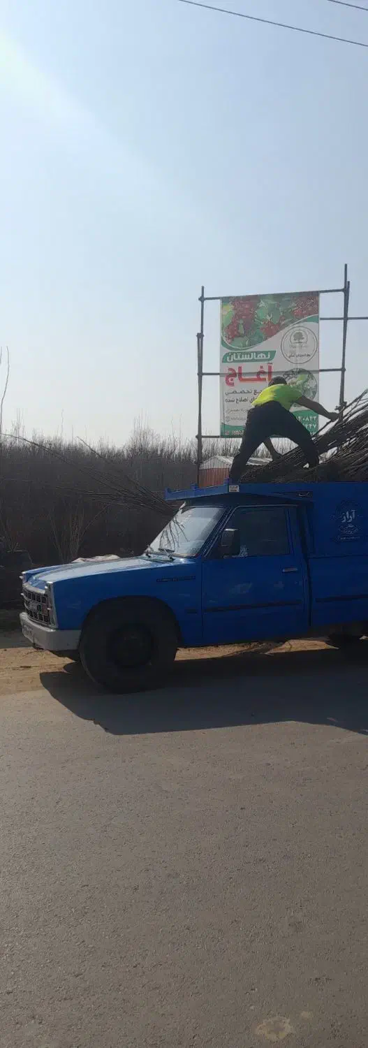 نهال گردو ژنو نهالستان آغاج|گل و گیاه طبیعی|میاندوآب, |دیوار