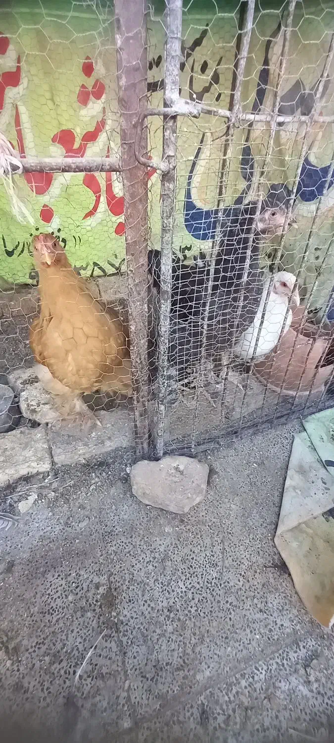 با سلام دوستان تعدادی خروس تقریبا ۵ماهه فروشی|حیوانات مزرعه|اردکان, |دیوار