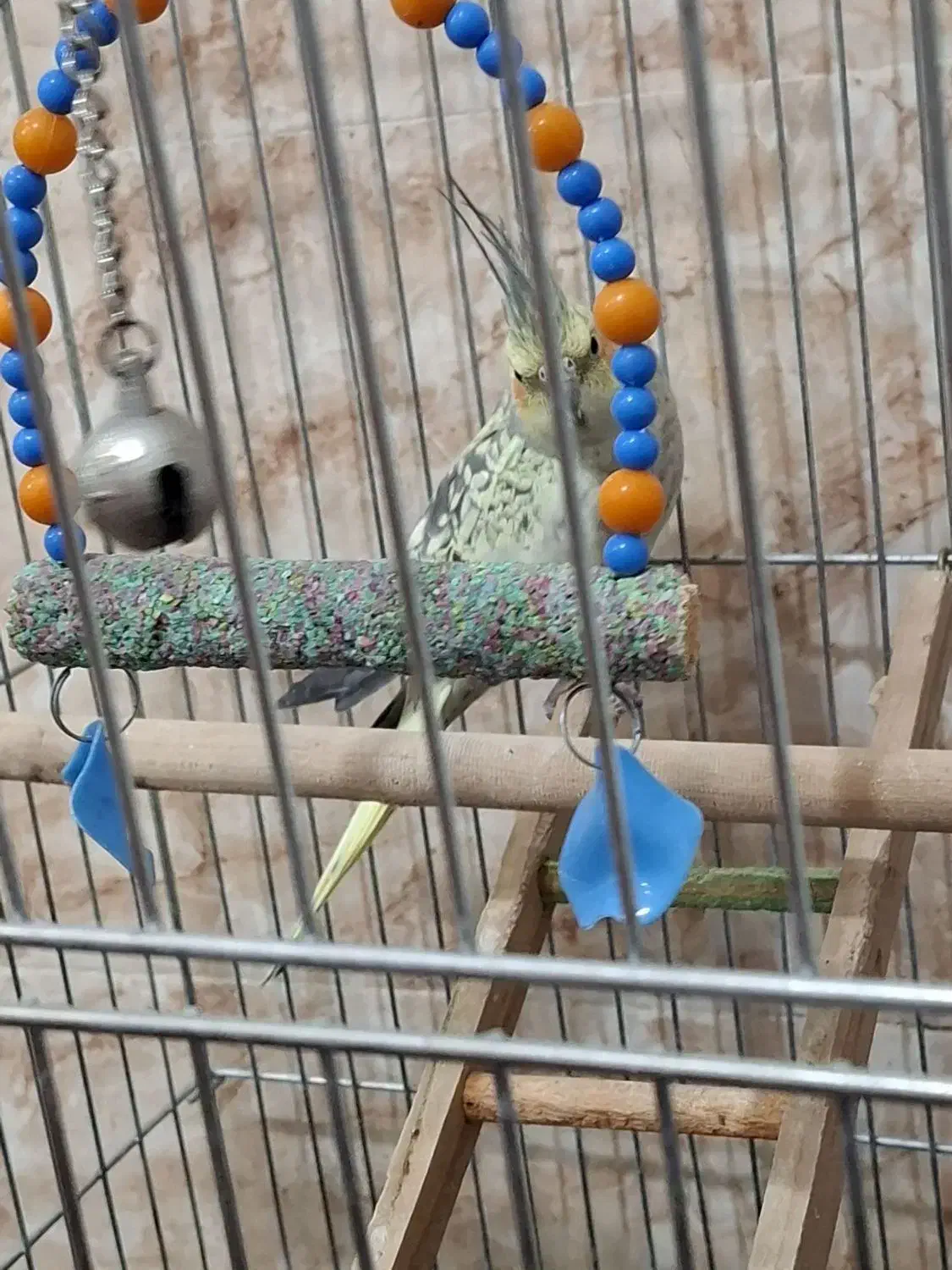 عروس هلندی ماده|پرنده|سراب, |دیوار